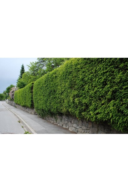 Ялина звичайна / європейська Ексцелса